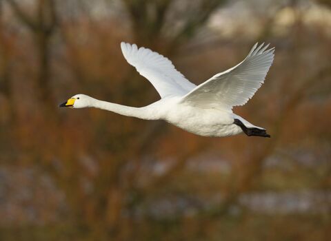Whooper Swan