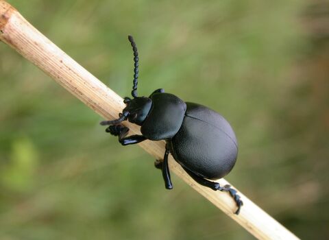Bloody-nosed Beetle