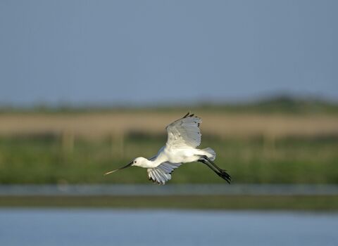 Spoonbill in flight