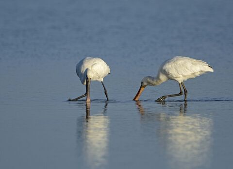 Spoonbills feeding