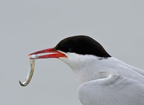 Arctic Tern
