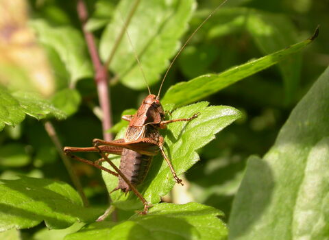 Dark Bush-cricket