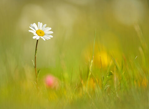 Oxeye Daisy