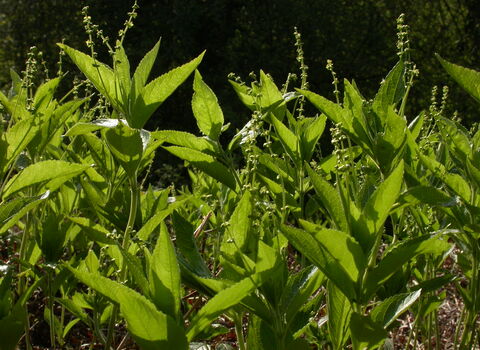Dog's Mercury