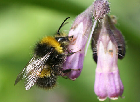 Early Bumblebee