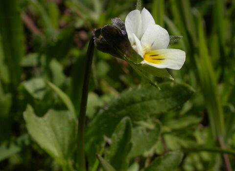 Field Pansy