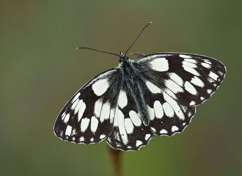Marbled White