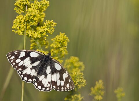 Marbled White