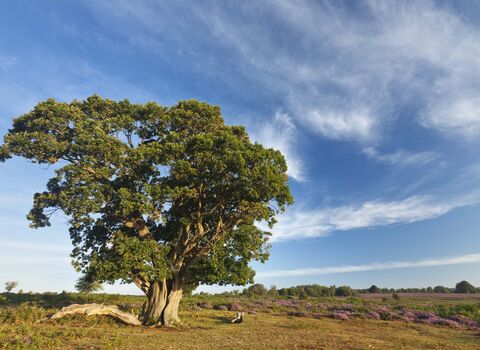 English Oak