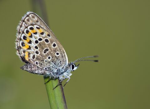 Silver-studded Blue butterfly