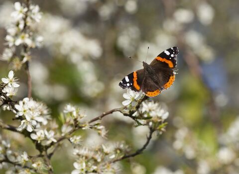 Red Admiral