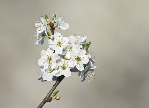 Blackthorn