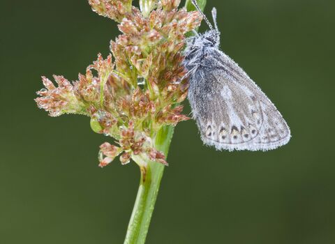 Common Blue butterfly on Soft Rush