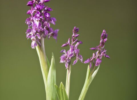 Early Purple Orchid