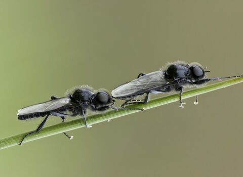 St Mark's Fly