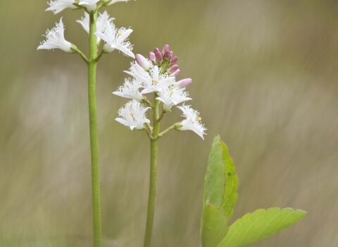 Bogbean