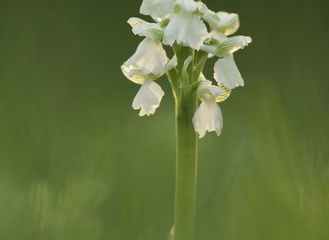 Green-winged Orchid (white form)