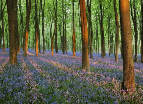 Bluebells