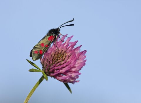 Six-spot Burnet moth