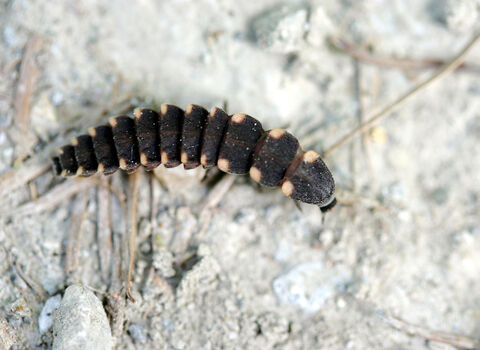 Glow-worm