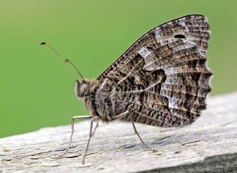 Grayling