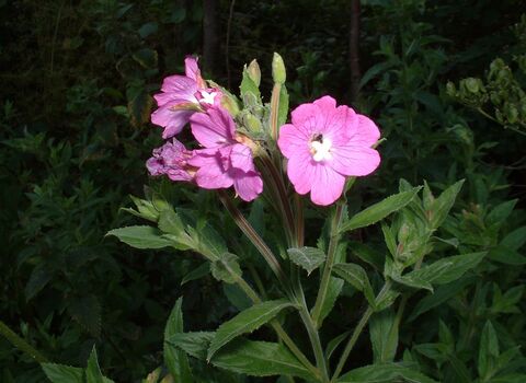 Great Willowherb