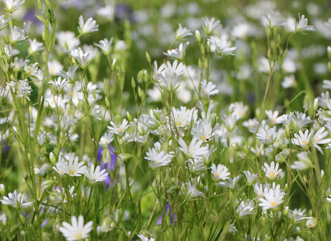 Greater Stitchwort