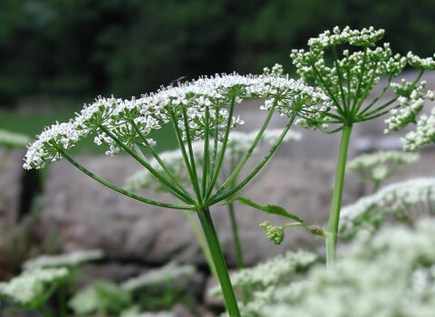 Ground-elder