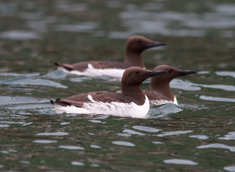 Guillemot