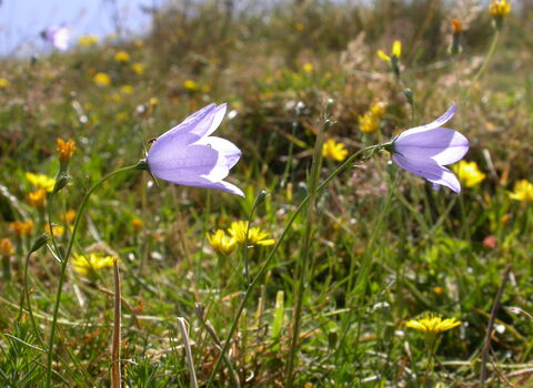Harebell