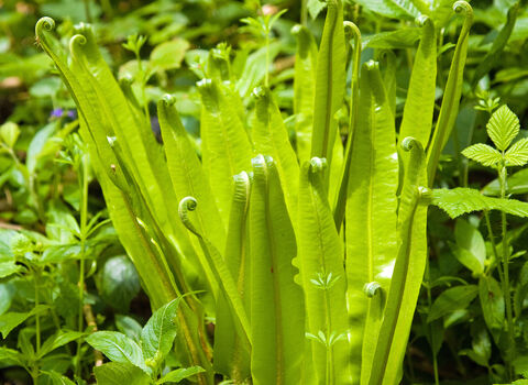 Hart's-tongue Fern