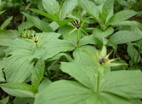 Herb-Paris