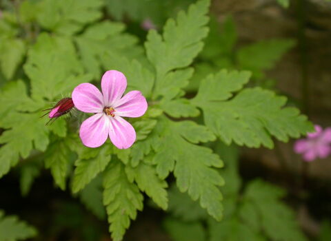 Herb-Robert