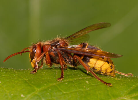 Hornet