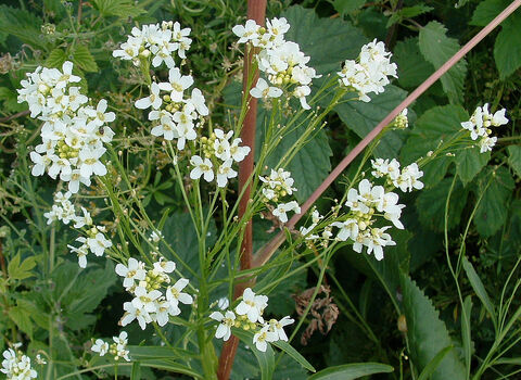 Horseradish