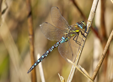 Migrant Hawker