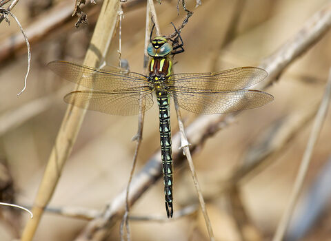 Hairy Dragonfly
