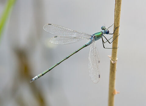 Emerald Damselfly
