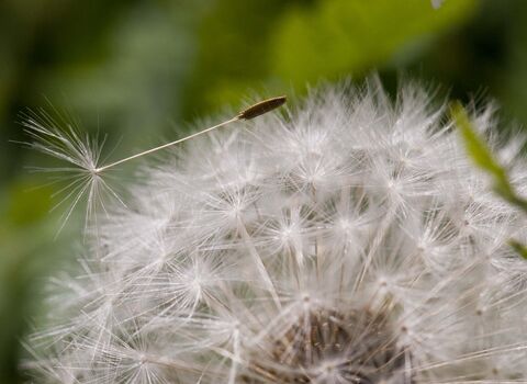 Common Dandelion