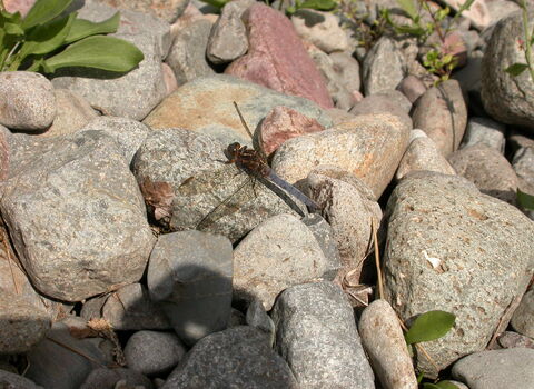 Keeled Skimmer