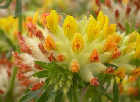 Kidney Vetch