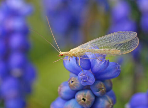 Common Green Lacewing