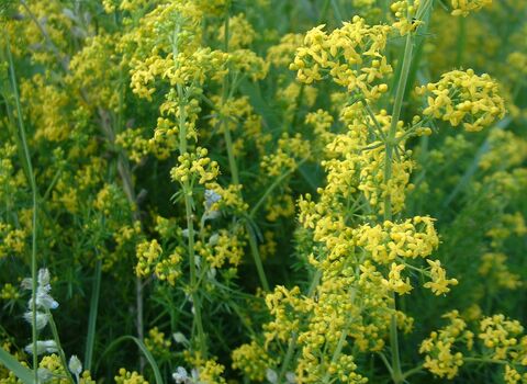 Lady's Bedstraw