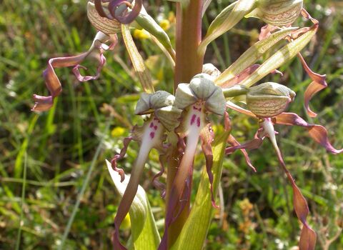Lizard Orchid