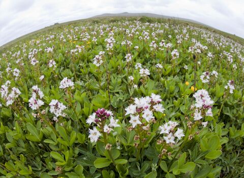 Bogbean