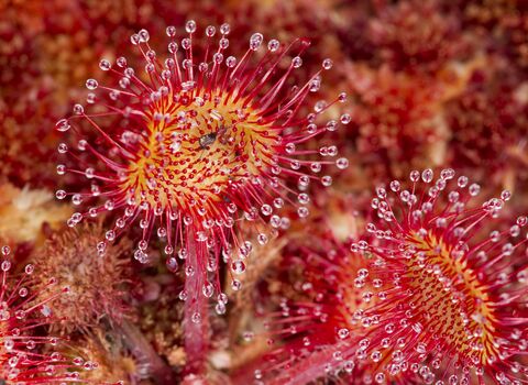 Round-leaved Sundew