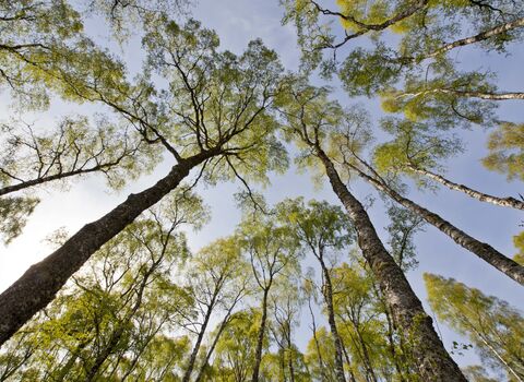 Silver Birch