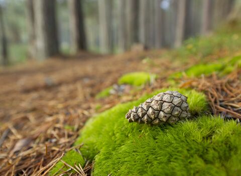 Scots Pine cone