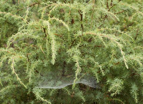 Common Juniper