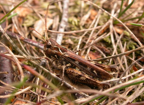 Mottled Grasshopper